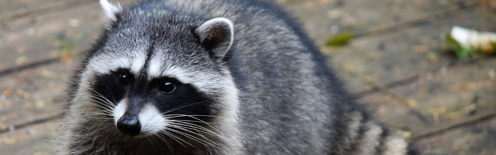 Raccoon Removal Las Vegas