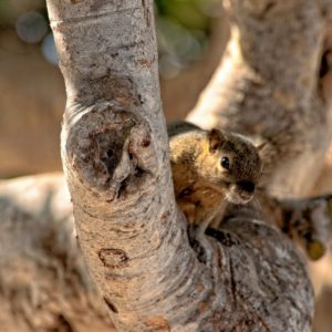 Wildlife Removal Vegas